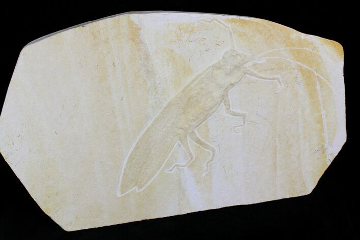 Giant Fossil Locust (Pycnophlebia) - Solnhofen Limestone #22539